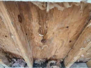 contractor in savannah ga